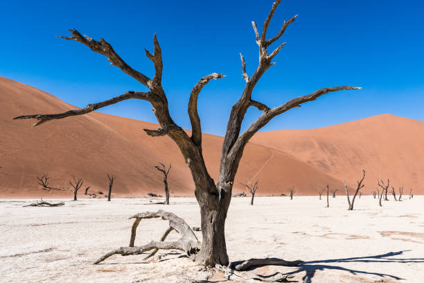 istock Landscapes of Namibia 1184827819