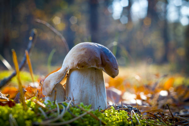 istock small mushroom reaches for a large 1184829282