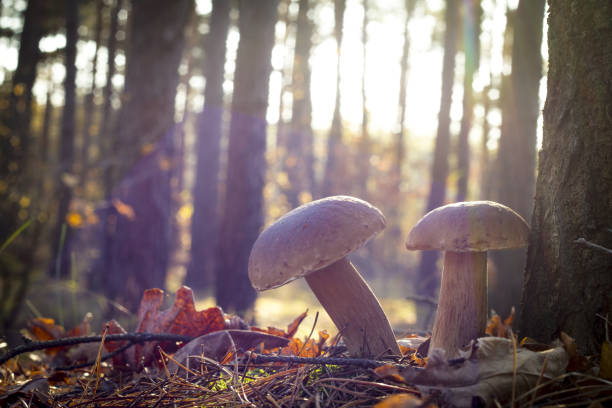 istock nice two mushrooms in oak wood 1184829378