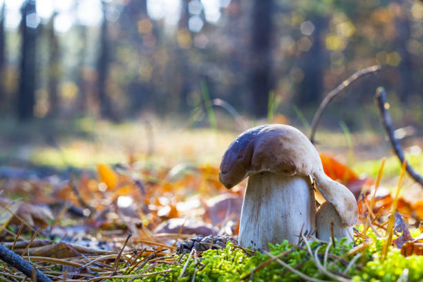 istock mushroom reaches for a large to grow 1184829445