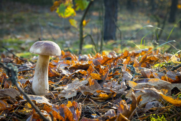 istock nice white mushroom in oak wood 1184829557