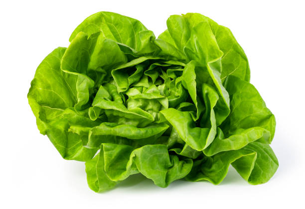 istock green butter lettuce 1184830016