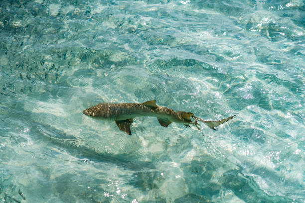 blacktip reef shark - ripple nature water close to imagens e fotografias de stock