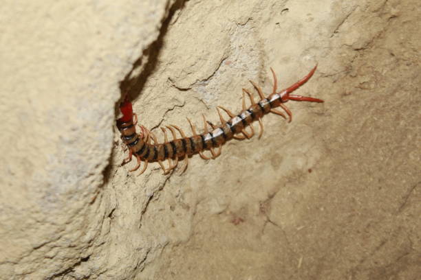 istock Lithobius forficatus, most commonly known as the brown centipede or stone centipede 1184830985