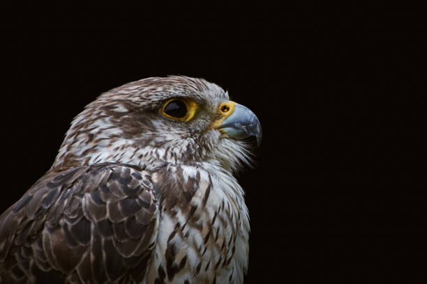 istock One saker falcon close-up (Falco cherrug) isolated on black background 1184831094