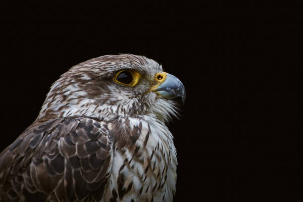 One saker falcon close-up (Falco cherrug) isolated on black background One saker falcon (Falco cherrug) looking to the right on black background saker stock pictures, royalty-free photos & images