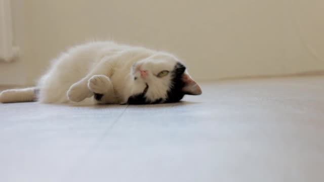 White domestic cat with black spots, playing, swinging on the floor and looking at the camera, white background