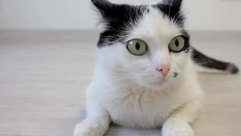 The white domestic cat looks over with his hind legs and looks into the camera, close-up