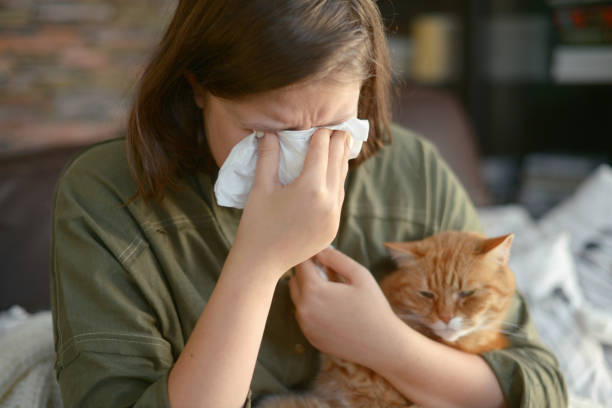 tierallergie (katze) - animal nose fotos stock-fotos und bilder