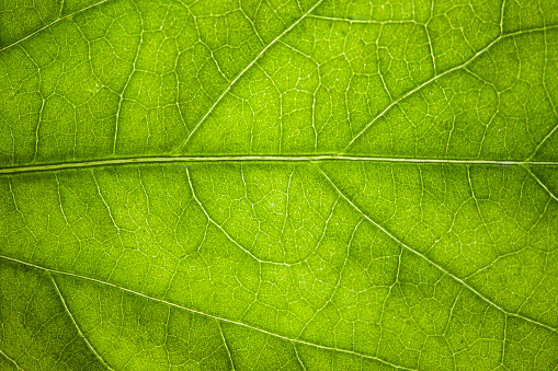 textura de la vena de la hoja verde photo