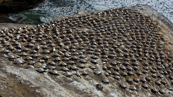 Gennet colony in North of New Zealand