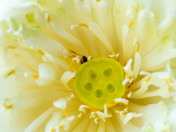 istock Sacred Lotus Flower Blooming 1184833787