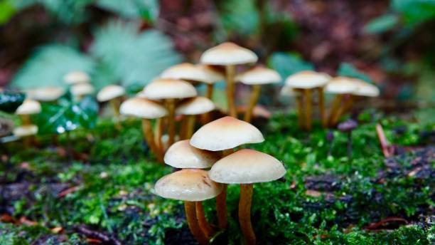 istock Mushrooms in the forrest 1184834776
