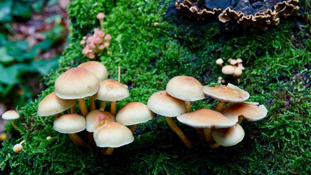 istock Mushrooms in the forrest 1184834777