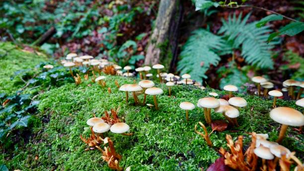 istock Mushrooms in the forrest 1184834789