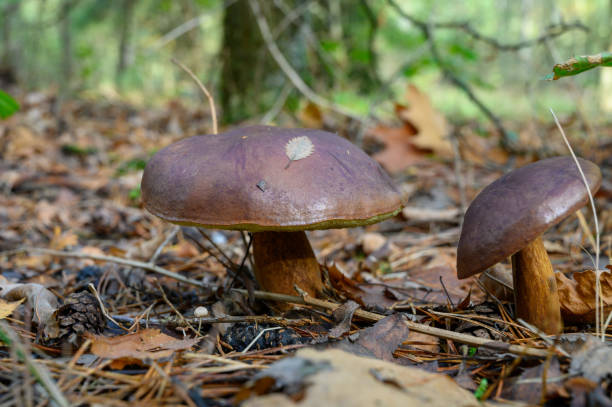 istock Forest mushrooms growing in Kempen forest, North Brabant, Netherlands 1184834792
