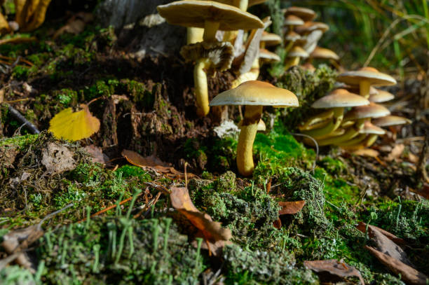 istock Forest mushrooms growing in Kempen forest, North Brabant, Netherlands 1184834871