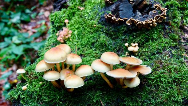 istock Mushrooms in the forrest 1184834881