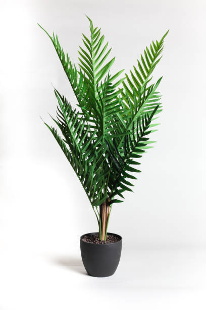 istock Green plant on white background 1184835227