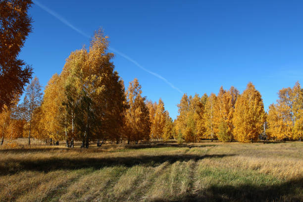 istock birch trees in the forest on a clear day in autumn 1184835496