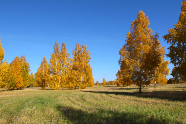 istock birch trees in the forest on a clear day in autumn 1184835514