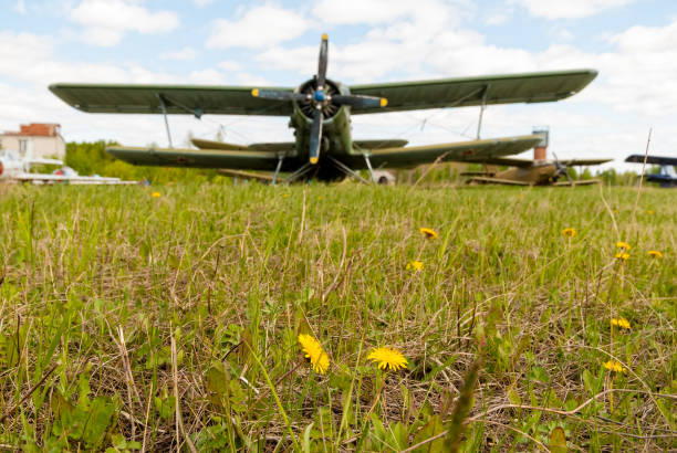 istock White daisies with AN-2 airplane on background 1184836247