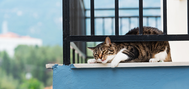 Funny cat stuck under fence of the balcony.