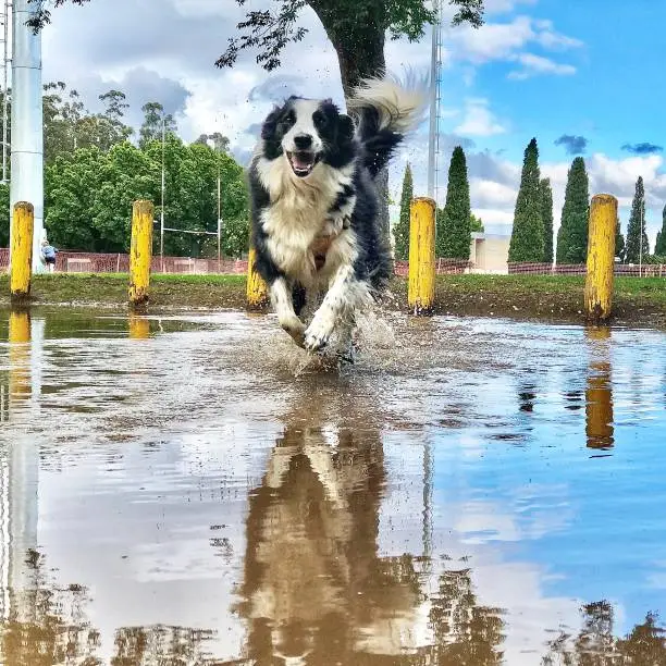 A Bordercollie running through a puddle of water with its reflection in the water. Looks like the dog is smiling. Sport grass rugby field and yellow poles behind. Stellenbosch, South Africa