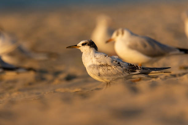 istock Few months old juvenile sandwich tern (Thalasseus sandvicensis) waiting for feeding 1184836976