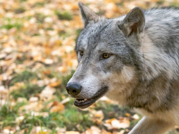 istock Wolf in Leaves Intense Look in Natural Autumn Setting Captive 1184838299