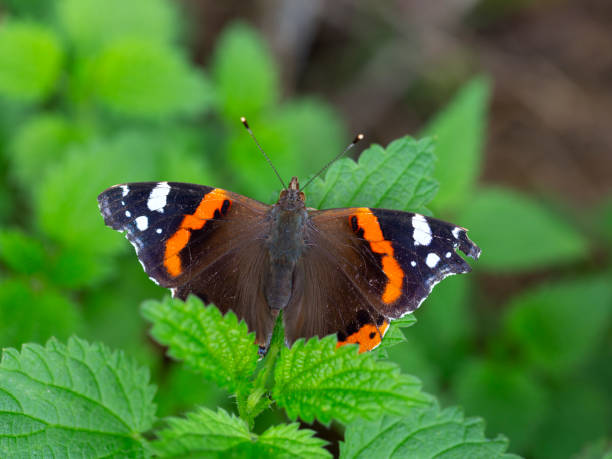 Butterfly Red admiral resting on leaves of nettle Vanessa atalanta vanessa atalanta stock pictures, royalty-free photos & images