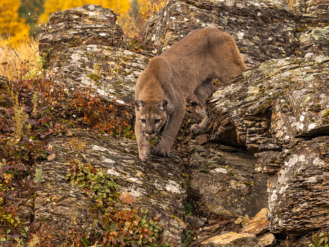 A captive Mountain Lion on the prowl in  autumn. A game farm in Montana, with animals in natural settings.