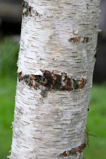 Photo of Bark of young Silver birch