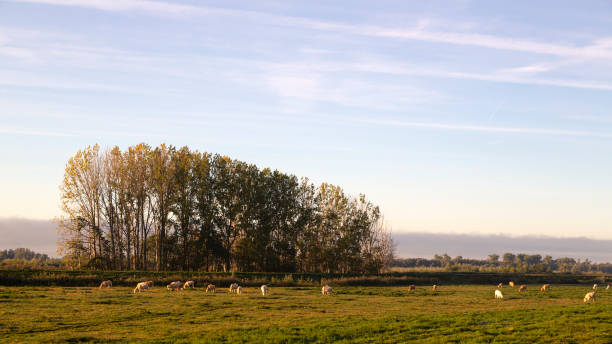 istock Dutch polder in early morning 1184838375