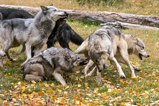Captive Tundra Wolf Pack doing rough play. A game farm in Montana, with animals in natural settings.