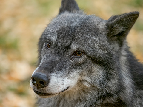 A captive Tundra Wolf face. A game farm in Montana, with animals in natural settings.