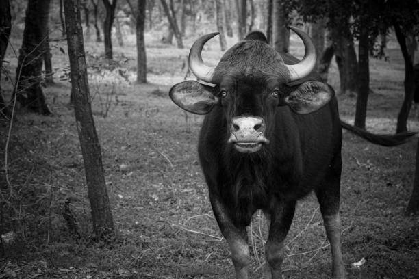 Black and white Indian Bison portrait  staring at the camera