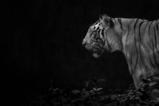istock Tiger profile in black and white 1184839225