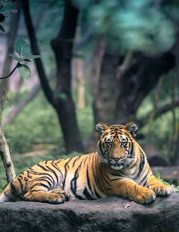 Young adult tiger staring at the camera rested with forest in view