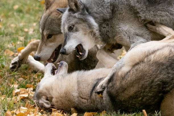 istock Wolf Pack Rough Play in Autumn Natural Setting Captive 1184839249