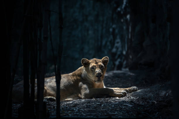 istock Lioness in the dark forest profile 1184839298