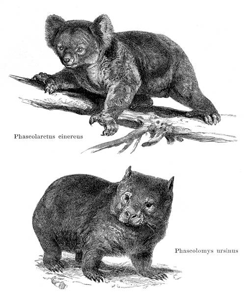 Koala and wombat in Australia illustration 1896 The koala ( Phascolarctus cinereus )is an arboreal herbivorous marsupial native to Australia. It is the only extant representative of the family Phascolarctidae and its closest living relatives are the wombats, which comprise the family Vombatidae.
The common wombat ( Phascolomys ursinus ), also known as the coarse-haired wombat or bare-nosed wombat, is a marsupial, one of three extant species of wombats and the only one in the genus Vombatus.
Original edition from my own archives
Source : "Meyers Konversations-Lexikon" 1896
Drawing : Specht wombat stock illustrations