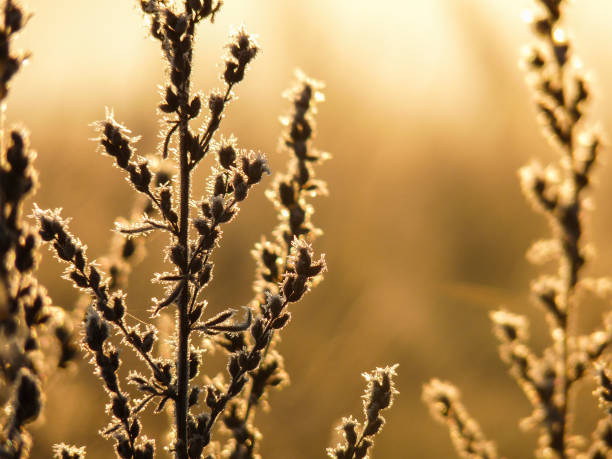 istock Frozen plant in the meadow 1184841905