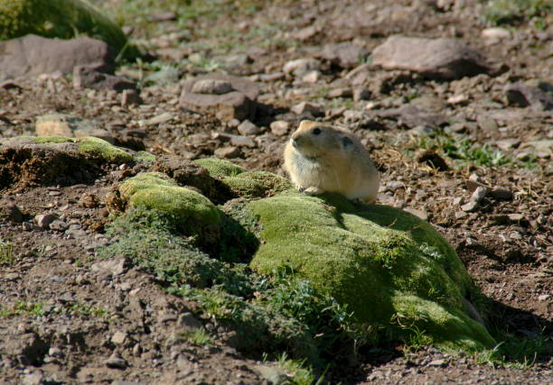 Ladak pika (Ochotona ladacensis), Markha valley, Ladakh in northern India. Markha trek