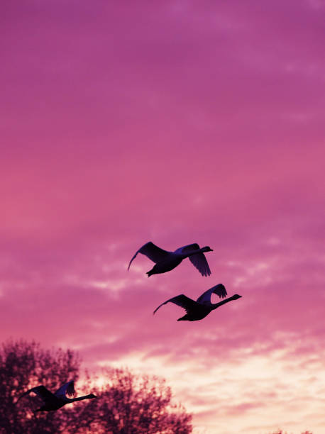 istock Group of Whooper swans in flight at sunset 1184842249
