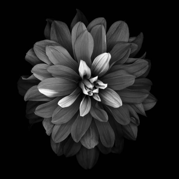 istock Monochrome dahlia isolated on a black background 1184842493
