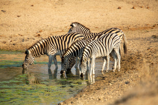 istock A dazzle of Zebra 1184842496
