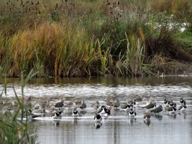 The Godwits and Lapwings are mixed together in the lagoon and form a wide row of birds.