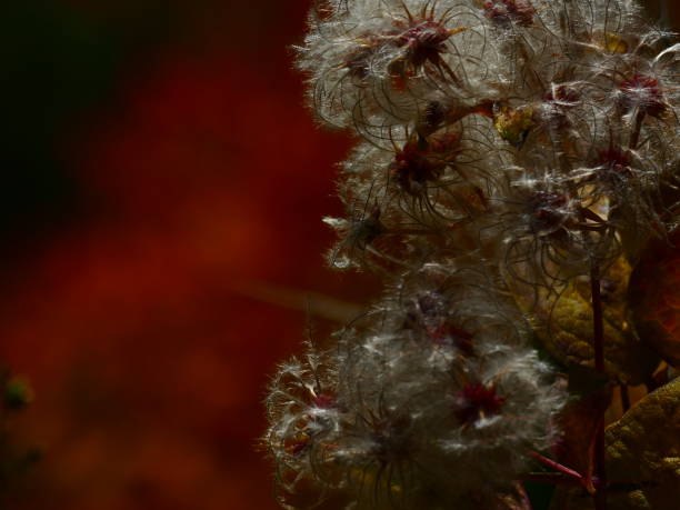 istock Autumn colors, Alpes maritimes 1184843619