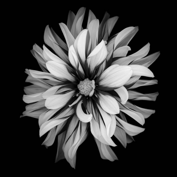 istock Monochrome dahlia isolated on a black background 1184843642